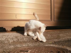 新横浜の猫２