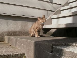 新横浜の猫１