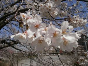 新横浜の桜２