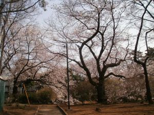松戸の桜３