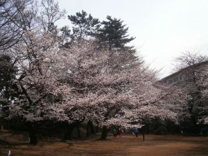 松戸の桜５