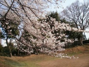 松戸の桜６