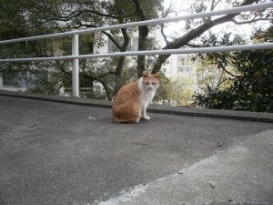 松戸の猫１