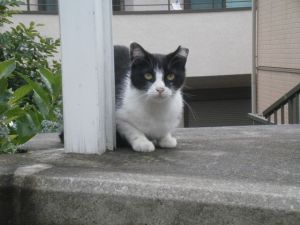 新横浜の朝猫2 新横浜の朝猫2