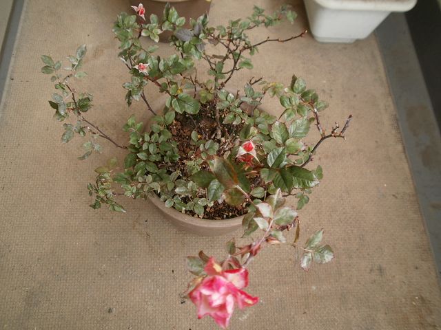 ミニバラ