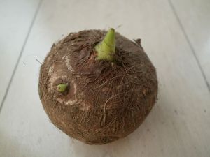 芽が出た里芋