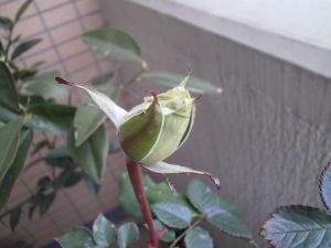 白バラの蕾