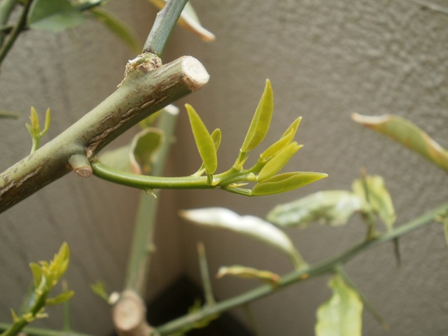 金柑の新芽
