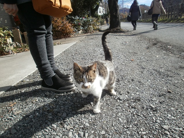 長瀞の猫