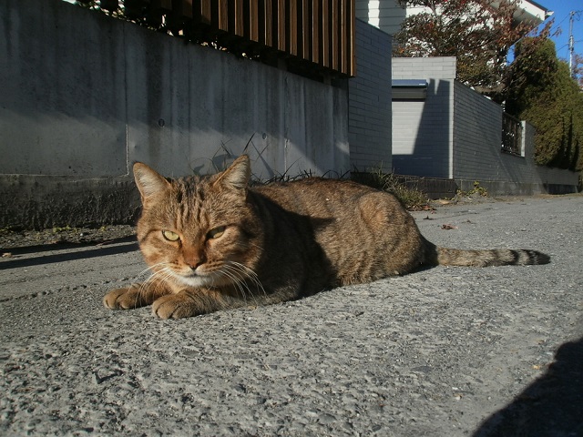 上長瀞駅近くの猫