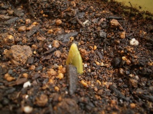 チューリップの芽