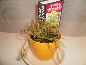 モウセンゴケ