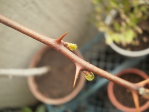 山椒