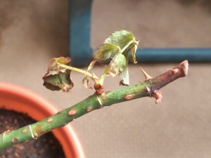 バラ