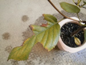 桜2号