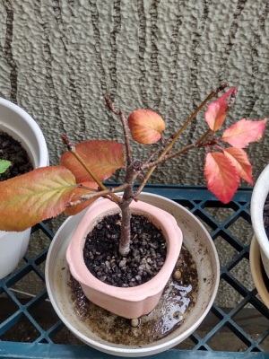 桜の紅葉