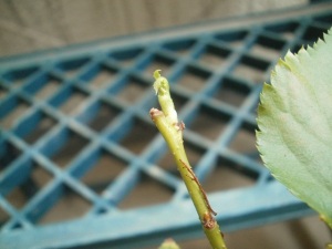 桜2号