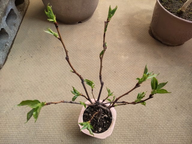 桜2号