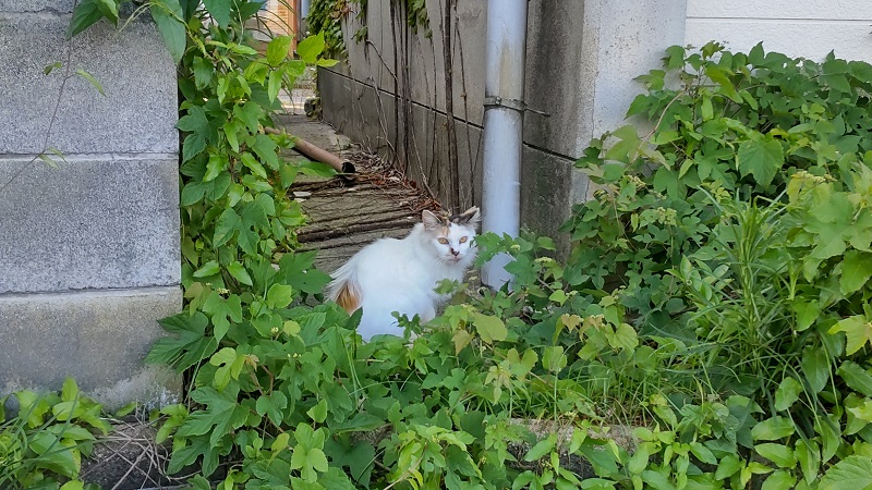 猫