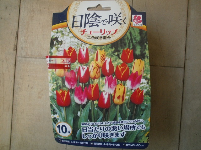 チューリップ
