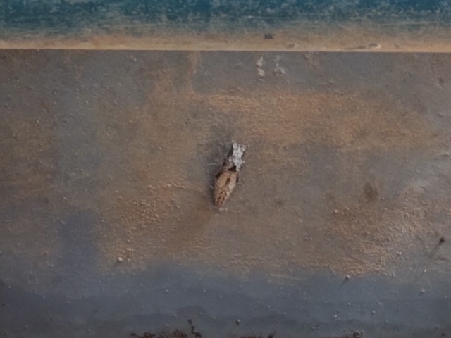 アゲハの蛹