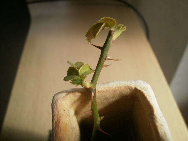 ミニバラ