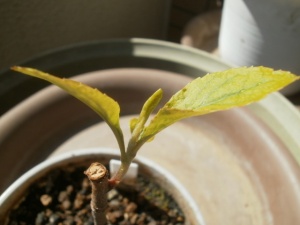 ジョナゴールド