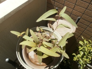 レモンユーカリ