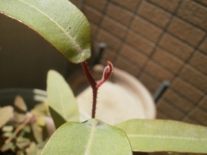 レモンユーカリ